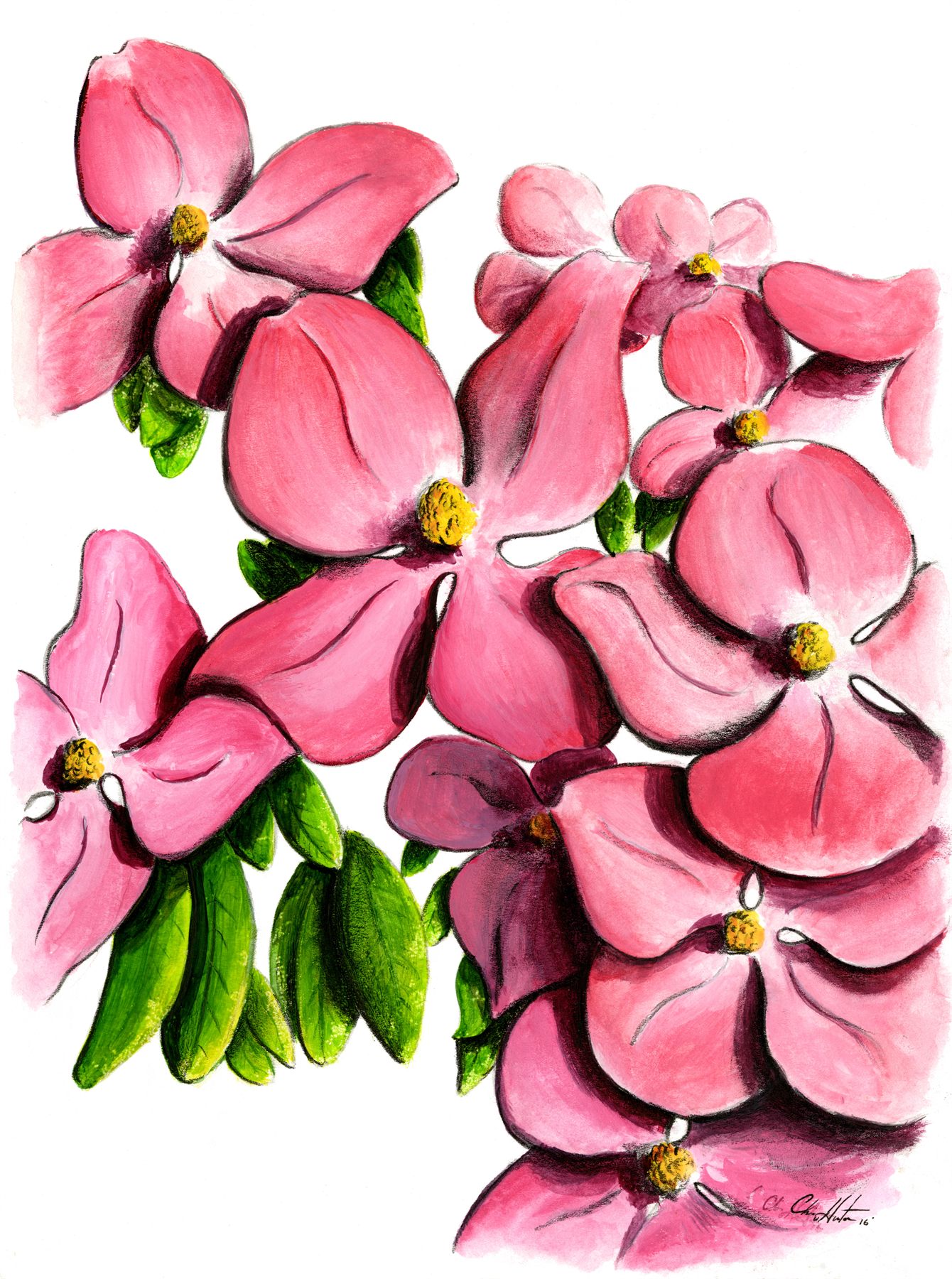 Pink dogwood blossoms painted in close crop against white.